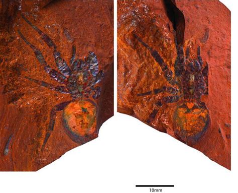 trapdoor spider fossil australia